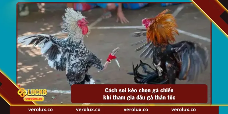 Cách soi kèo chọn gà chiến khi tham gia đấu gà thần tốc