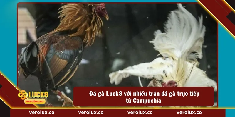 Đá gà Luck8 với nhiều trận đá gà trực tiếp từ Campuchia