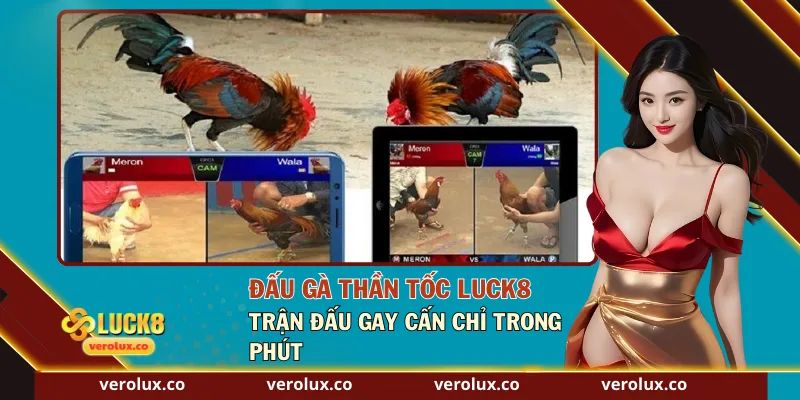Đấu Gà Thần Tốc Luck8 – Trận Đấu Gay Cấn Chỉ Trong Phút