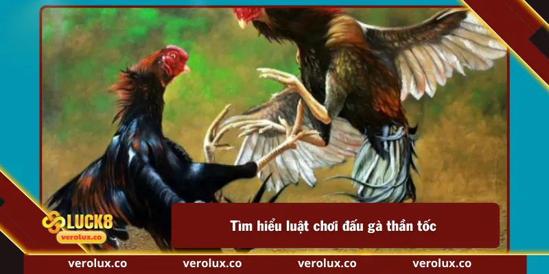 Tìm hiểu luật chơi đấu gà thần tốc