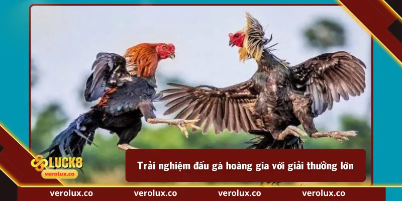 Trải nghiệm đấu gà hoàng gia với giải thưởng lớn