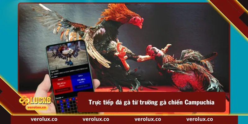 Trực tiếp đá gà từ trường gà chiến Campuchia